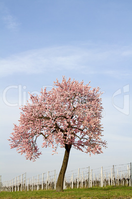 Blühender Mandelbaum