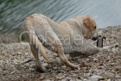 wet labrador in front of the lake