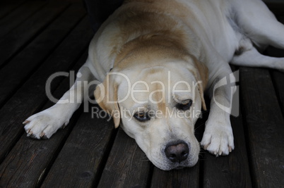 labrador lying on a timber grate