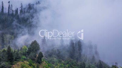 Fog in forest timelapse