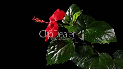 Blooming red Hibiscus on a black background (Hibiscus rosa-sinensis L.) (Time Lapse)