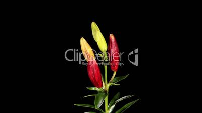 Blooming burgundy lily on the black background (L. purple prince), time-lapse