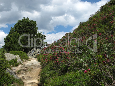 Alpenrosen, Wildflowers Of The Rhododendron Family