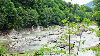 Mountain River And Branches