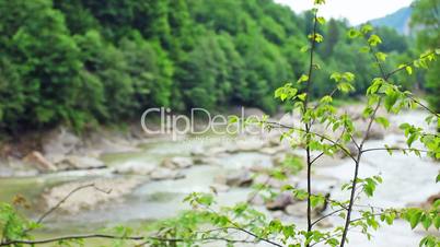 Tree Branches And Mountain River