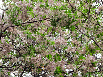 Tree in Autumn Bloom