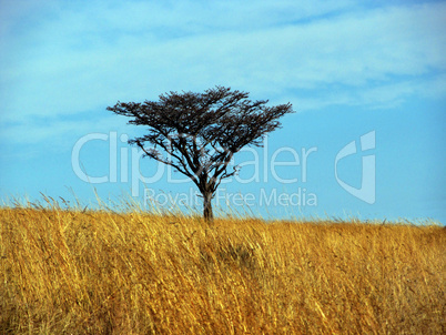 Single Thorn Tree in Grass Field