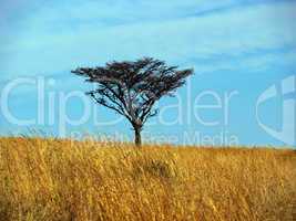 Single Thorn Tree in Grass Field