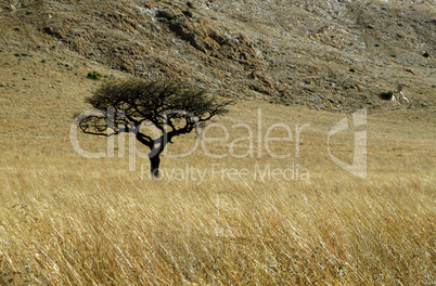 Single Thorn Tree in Grass Field with mountain