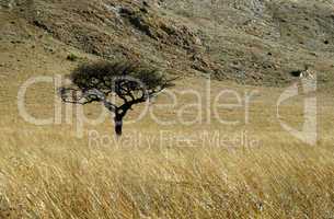 Single Thorn Tree in Grass Field with mountain