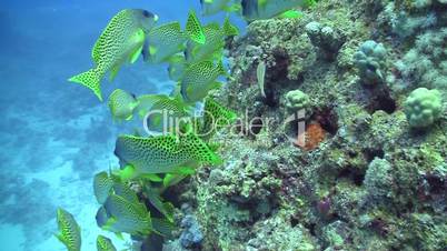 Colorful Fish on Coral Reef, Red sea