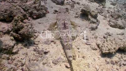 Crocodile fish on Coral Reef, Red sea
