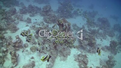 Bannerfish on Coral Reef, Red sea