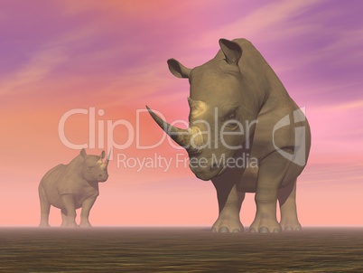 Two rhinoceros