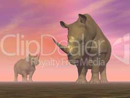 Two rhinoceros