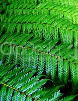 Fern leaves canopy