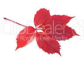 Autumn virginia creeper leaf