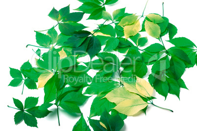 Scattered leaves on white background