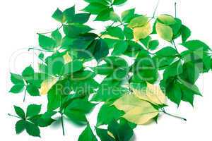 Scattered leaves on white background