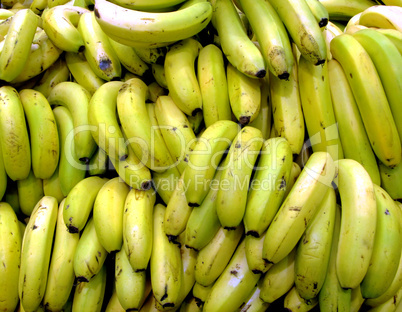 Bananas Bunches