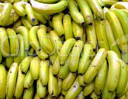 Bananas Bunches