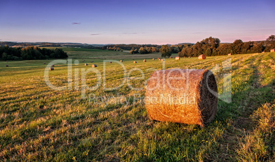 Evening field