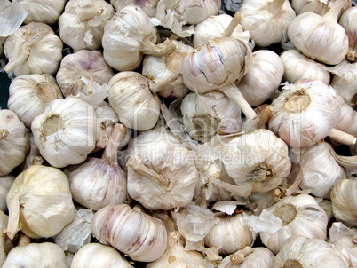 Garlic - Allium Sativum