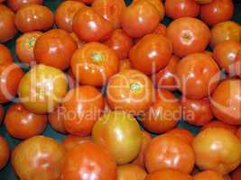 Ripe tomatoes