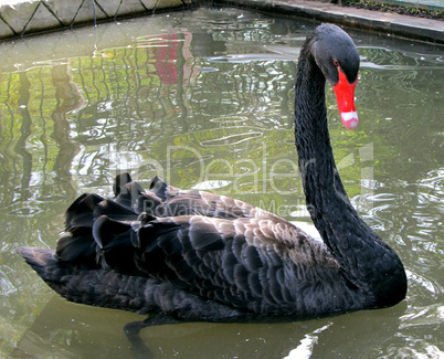 Black Goose with Red Beak