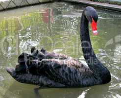 Black Goose with Red Beak