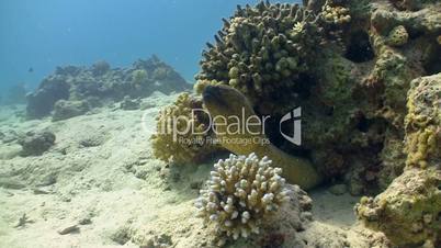 Murena on Coral Reef, Red sea