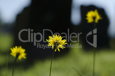 thee long stemmed dandelion, taraxacum officinale flowers in a r