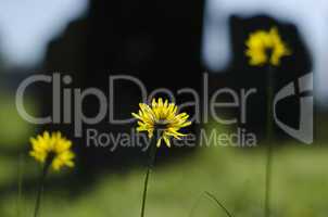 thee long stemmed dandelion, taraxacum officinale flowers in a r