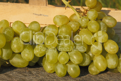 Weintrauben / Grapes