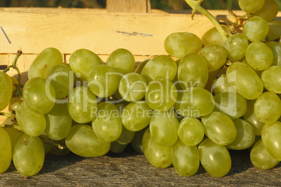 Weintrauben / Grapes