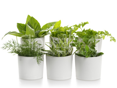 Fresh Herbs