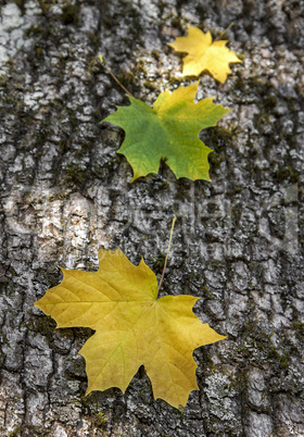 Three maple leaves