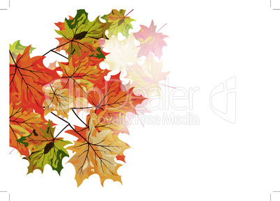 Autumn maple