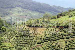 Cattle and tea plantation