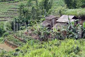Farm houses and tea plantation