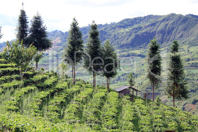 Tea plantation