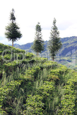 Trees and bush