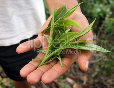 Green leaves