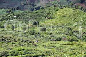 Tea plantation