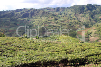 Tea plantation