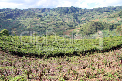 Tea plantation