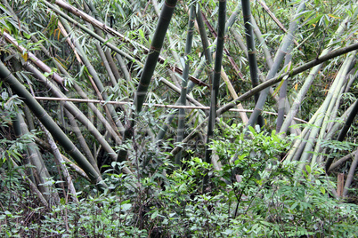 Bamboo trees