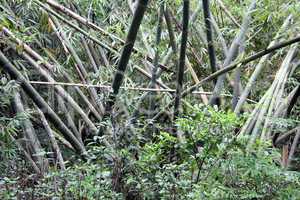 Bamboo trees