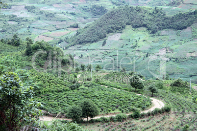 Valley and tea plantation