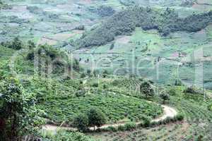 Valley and tea plantation